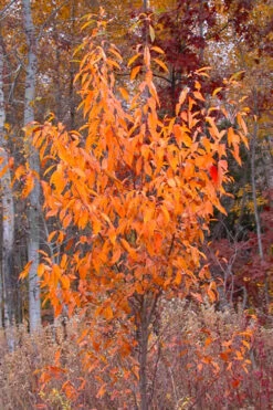 Wild Black Cherry Tree - 1 Gallon Pot -Wilson Bros Gardens prunus serotina wild black cherry tree 9 2
