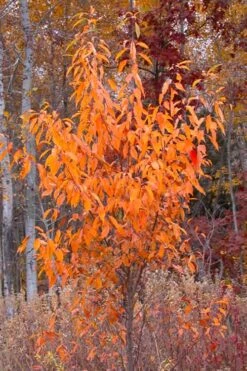 Wild Black Cherry Tree - 3 Pack Of 1.5 Quart Pots -Wilson Bros Gardens prunus serotina wild black cherry tree 9 3