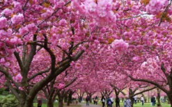 Kwanzan Pink Double Flowering Cherry Tree - 5 Gallon Pot (5-6') -Wilson Bros Gardens prunus serrulata kwansan flowering cherry 10 2