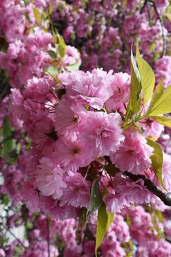 Kwanzan Pink Double Flowering Cherry Tree - 2 Gallon Pot 10 Kwanzan Pink Double Flowering Cherry Tree - 2 Gallon Pot -Wilson Bros Gardens prunus serrulata kwansan flowering cherry 13