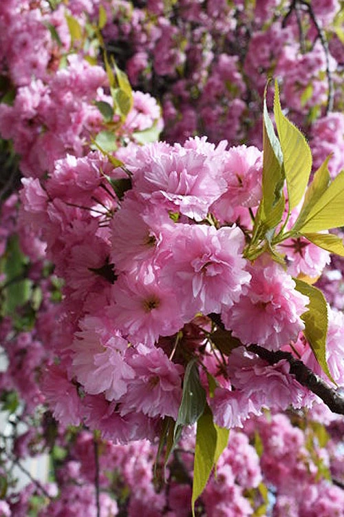 Kwanzan Pink Double Flowering Cherry Tree - 2 Gallon Pot 4 Kwanzan Pink Double Flowering Cherry Tree - 2 Gallon Pot - Image 4