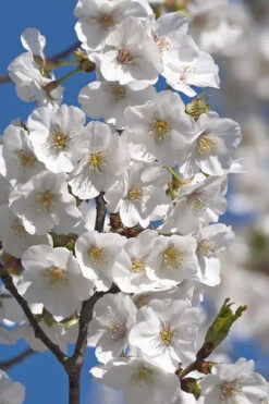 Snow Goose Flowering Cherry Tree - 7 Gallon Pot -Wilson Bros Gardens prunus serrulata snow goose flowering cherry 1