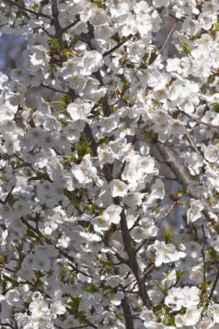 Snow Goose Flowering Cherry Tree - 7 Gallon Pot -Wilson Bros Gardens prunus serrulata snow goose flowering cherry 3