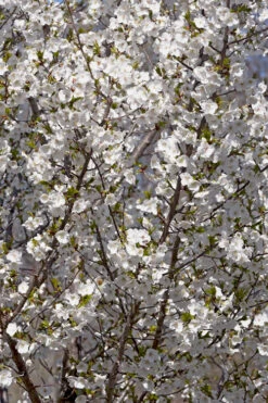 Snow Goose Flowering Cherry Tree - 7 Gallon Pot -Wilson Bros Gardens prunus serrulata snow goose flowering cherry 4