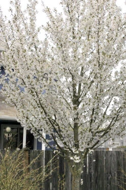 Snow Goose Flowering Cherry Tree - 7 Gallon Pot -Wilson Bros Gardens prunus serrulata snow goose flowering cherry 6