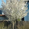 Snow Goose Flowering Cherry Tree - 7 Gallon Pot