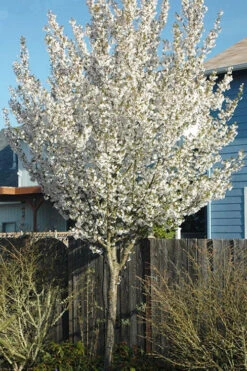 Snow Goose Flowering Cherry Tree - 7 Gallon Pot