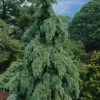 Graceful Grace Weeping Douglas Fir - 1 Gallon Pot