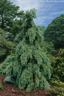 Graceful Grace Weeping Douglas Fir - 6 Gallon Pot