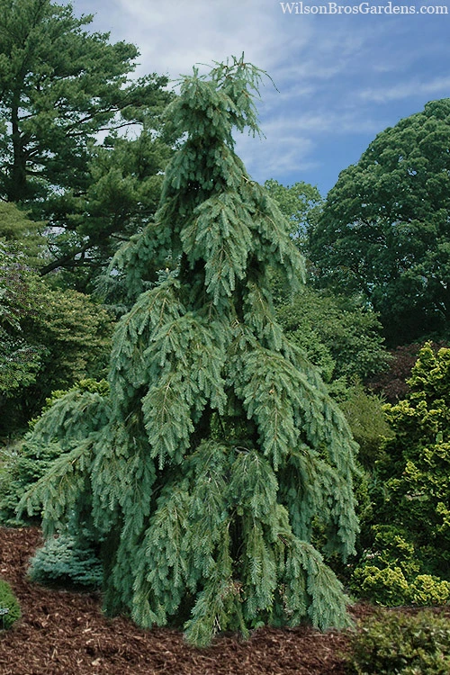 Graceful Grace Weeping Douglas Fir - 6 Gallon Pot 1 Graceful Grace Weeping Douglas Fir - 6 Gallon Pot