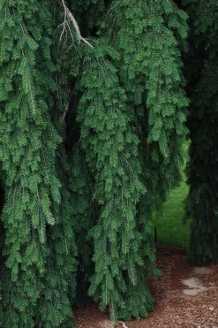 Graceful Grace Weeping Douglas Fir - 1 Gallon Pot -Wilson Bros Gardens pseudotsuga menziesii graceful grace weeping douglas fir 4 1