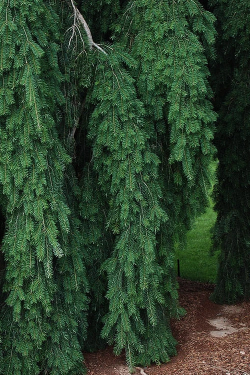 Graceful Grace Weeping Douglas Fir - 6 Gallon Pot 5 Graceful Grace Weeping Douglas Fir - 6 Gallon Pot - Image 5