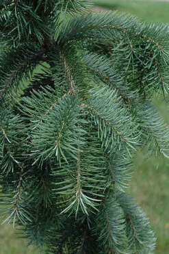 Graceful Grace Weeping Douglas Fir - 1 Gallon Pot -Wilson Bros Gardens pseudotsuga menziesii graceful grace weeping douglas fir 6 1