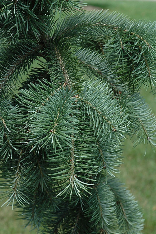 Graceful Grace Weeping Douglas Fir - 6 Gallon Pot 4 Graceful Grace Weeping Douglas Fir - 6 Gallon Pot - Image 4