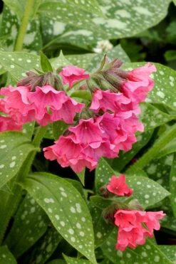 Shrimps On The Barbie Pulmonaria (Bethlehem Sage)- 6 Pack Of 1 Gallon Pots
