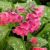 Shrimps On The Barbie Pulmonaria (Bethlehem Sage)- 1 Gallon Pot