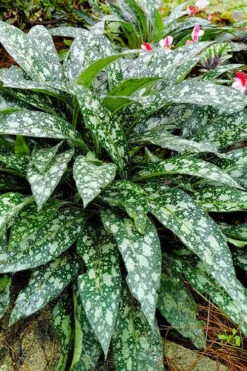 Trevi Fountain Pulmonaria (Bethlehem Sage) - 6 Pack Of 1 Gallon Pots 10 Trevi Fountain Pulmonaria (Bethlehem Sage) - 6 Pack Of 1 Gallon Pots -Wilson Bros Gardens pulmonaria trevi fountain bethlehem sage lungwort 1