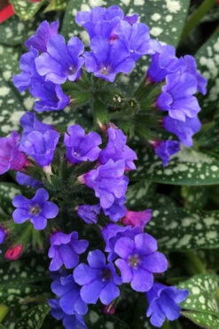 Trevi Fountain Pulmonaria (Bethlehem Sage) - 6 Pack Of 1 Gallon Pots 11 Trevi Fountain Pulmonaria (Bethlehem Sage) - 6 Pack Of 1 Gallon Pots -Wilson Bros Gardens pulmonaria trevi fountain bethlehem sage lungwort 3