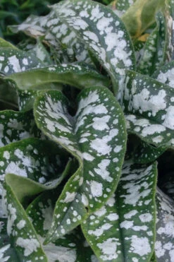 Trevi Fountain Pulmonaria (Bethlehem Sage) - 6 Pack Of 1 Gallon Pots 12 Trevi Fountain Pulmonaria (Bethlehem Sage) - 6 Pack Of 1 Gallon Pots -Wilson Bros Gardens pulmonaria trevi fountain bethlehem sage lungwort 6