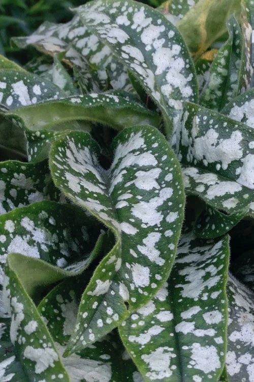 Trevi Fountain Pulmonaria (Bethlehem Sage) - 6 Pack Of 1 Gallon Pots 6 Trevi Fountain Pulmonaria (Bethlehem Sage) - 6 Pack Of 1 Gallon Pots - Image 6