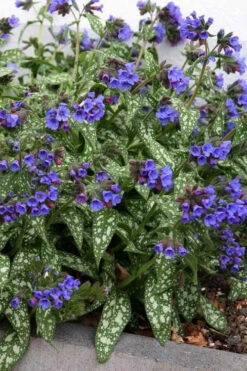 Trevi Fountain Pulmonaria (Bethlehem Sage) - 6 Pack Of 1 Gallon Pots 13 Trevi Fountain Pulmonaria (Bethlehem Sage) - 6 Pack Of 1 Gallon Pots -Wilson Bros Gardens pulmonaria trevi fountain bethlehem sage lungwort 7