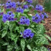 Trevi Fountain Pulmonaria (Bethlehem Sage) - 1 Gallon Pot