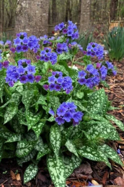 Trevi Fountain Pulmonaria (Bethlehem Sage) - 6 Pack Of 1 Gallon Pots