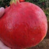 Russian Whopper Cold Hardy Pomegranate - 3 Gallon Pot