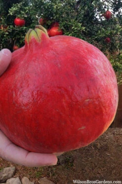 Russian Whopper Cold Hardy Pomegranate - 3 Gallon Pot