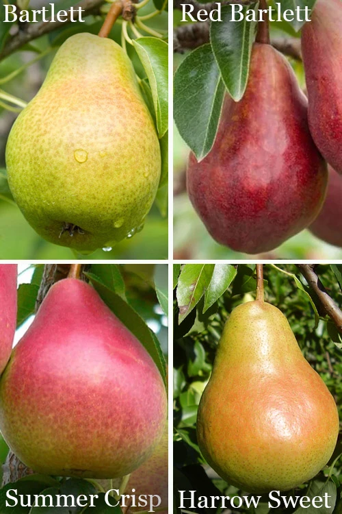 4-in-1 Combo Pear Tree - 7 Gallon Pot 1 4-in-1 Combo Pear Tree - 7 Gallon Pot