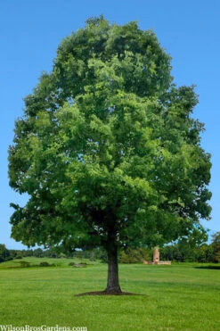 White Oak Tree (Quercus Alba) - 3 Pack Of 1.5 Quart Pots -Wilson Bros Gardens quercus alba white oak tree 1 1