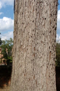 White Oak Tree (Quercus Alba) - 3 Gallon Pot -Wilson Bros Gardens quercus alba white oak tree 10