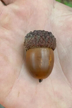 White Oak Tree (Quercus Alba) - 3 Gallon Pot -Wilson Bros Gardens quercus alba white oak tree 12