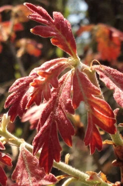 White Oak Tree (Quercus Alba) - 3 Gallon Pot -Wilson Bros Gardens quercus alba white oak tree 15
