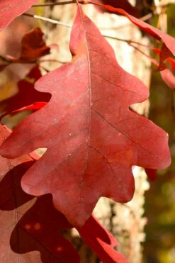 White Oak Tree (Quercus Alba) - 3 Gallon Pot -Wilson Bros Gardens quercus alba white oak tree 8