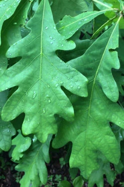White Oak Tree (Quercus Alba) - 3 Gallon Pot -Wilson Bros Gardens quercus alba white oak tree 9