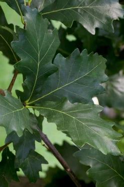 Swamp White Oak Tree (Quercus Bicolor) - 3 Gallon Pot