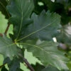 Swamp White Oak Tree (Quercus Bicolor) - 1 Gallon Pot