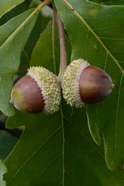 Swamp White Oak Tree (Quercus Bicolor) - 3 Gallon Pot -Wilson Bros Gardens quercus bicolor swamp white oak tree 2 1