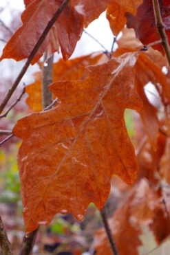 Swamp White Oak Tree (Quercus Bicolor) - 3 Gallon Pot -Wilson Bros Gardens quercus bicolor swamp white oak tree 3 1