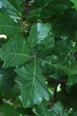 Swamp White Oak Tree (Quercus Bicolor) - 3 Gallon Pot -Wilson Bros Gardens quercus bicolor swamp white oak tree 4 1
