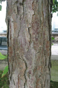 Swamp White Oak Tree (Quercus Bicolor) - 1 Gallon Pot -Wilson Bros Gardens quercus bicolor swamp white oak tree 5