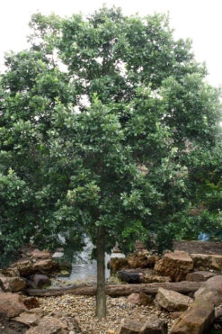 Swamp White Oak Tree (Quercus Bicolor) - 3 Gallon Pot -Wilson Bros Gardens quercus bicolor swamp white oak tree 6 1