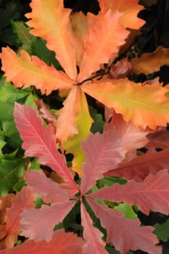Swamp White Oak Tree (Quercus Bicolor) - 1 Gallon Pot -Wilson Bros Gardens quercus bicolor swamp white oak tree 8
