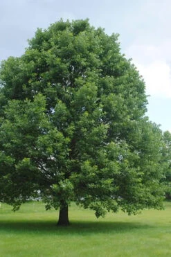Swamp White Oak Tree (Quercus Bicolor) - 3 Gallon Pot -Wilson Bros Gardens quercus bicolor swamp white oak tree 9 1