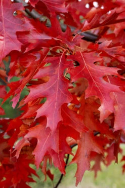 Scarlet Oak Tree (Quercus Coccinea) - 3 Gallon Pot -Wilson Bros Gardens quercus coccinea scarlet oak 11 1