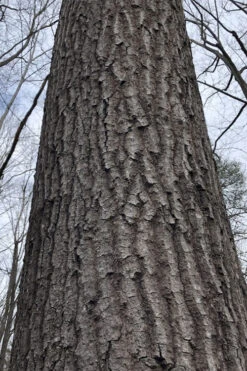 Scarlet Oak Tree (Quercus Coccinea) - 1 Gallon Pot 10 Scarlet Oak Tree (Quercus Coccinea) - 1 Gallon Pot -Wilson Bros Gardens quercus coccinea scarlet oak bark trunk 11