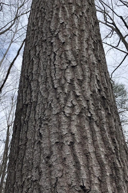 Scarlet Oak Tree (Quercus Coccinea) - 1 Gallon Pot 5 Scarlet Oak Tree (Quercus Coccinea) - 1 Gallon Pot - Image 5