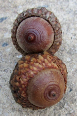 Scarlet Oak Tree (Quercus Coccinea) - 1 Gallon Pot 11 Scarlet Oak Tree (Quercus Coccinea) - 1 Gallon Pot -Wilson Bros Gardens quercus coccinea scarlet oak tree acorns