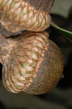 Southern Red Oak Tree (Quercus Falcata) - 3 Pack Of 1.5 Quart Pots -Wilson Bros Gardens quercus falcata southern red oak 1